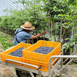 Premium Korean Blueberries 블루베리 10x1kg