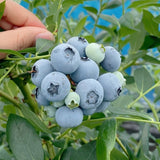 Premium Korean Blueberries 블루베리 10x1kg