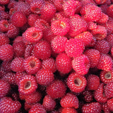 Korean Bokbunja Wildberry 산딸기  - 250g