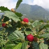 Korean Bokbunja Wildberry 산딸기  - 250g