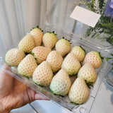 Premium Korean Snowberry 만년설딸기 500g/15pc/Punnet