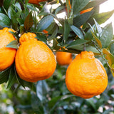 Premium Korean Hallabong 한라봉 2kg