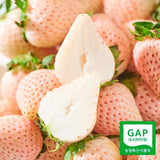 Premium Korean Snowberry 만년설딸기 500g/15pc/Punnet