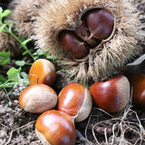 Deliver 7 Nov. (Pre-Order) Korean Fresh Chestnuts "Ok-Kwang-Bam" 옥광 밤 - approx. 1kg