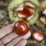 Deliver 7 Nov. (Pre-Order) Korean Fresh Chestnuts "Ok-Kwang-Bam" 옥광 밤 - approx. 1kg