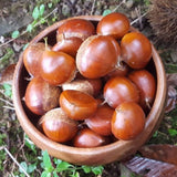 Deliver 7 Nov. (Pre-Order) Korean Fresh Chestnuts "Ok-Kwang-Bam" 옥광 밤 - approx. 1kg