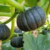 Deliver 31 Oct. (Pre-Order) Haenam Mini Chestnut Pumpkin 미니밤호박 - approx. 1kg