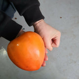 Fresh Persimmons (Dae-Bong-Kam) 대봉감 - 4pc/punnet Approx. 1kg