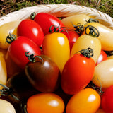 Deliver 31 Oct (Pre-Order) Organic Colour Date tomato (Jujube tomato) 컬러대추토마토  700g