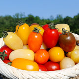 Deliver 31 Oct (Pre-Order) Organic Colour Date tomato (Jujube tomato) 컬러대추토마토  700g