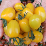 Deliver 31 Oct (Pre-Order) Organic Colour Date tomato (Jujube tomato) 컬러대추토마토  700g