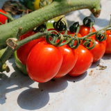 Deliver 31 Oct (Pre-Order) Organic Colour Date tomato (Jujube tomato) 컬러대추토마토  700g
