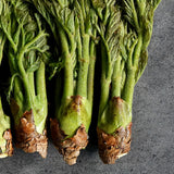 Korean Charm-Dureup 참두릅 (지리산 자연산) - 500g