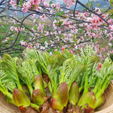 Cham-Dureup 참두릅