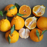 Premium Korean Hallabong 한라봉 2kg