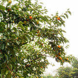 DanGam Sweet Persimmon 단감  8pc 2Kg