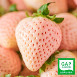 Premium Korean Snowberry 만년설딸기 500g/15pc/Punnet