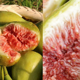 Premium Korean Muhwadam Organic Fresh Green Figs 오가닉 청무화과 - approx. 600g