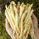 Deliver 31 Oct Korean 수삼 (Su-Sam) Ginseng - 80g