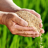 Golden Queen No. 3 White Rice 골든퀸3호 - 2KG