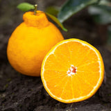 Premium Jeju Hallabong Mandarin (한라봉) 3kg