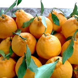 Premium Jeju Hallabong Mandarin (한라봉) 3kg