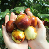 Korean Honey Dates 사과대추 (Daechu) - 500g