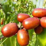 Korean Honey Dates 사과대추 (Daechu) - 500g