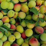 Deliver From 4 July. Korean Green Plums 매실 (Maesil / Ume) - 5kg/10kg