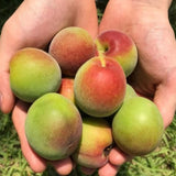 Deliver From 4 July. Korean Green Plums 매실 (Maesil / Ume) - 5kg/10kg