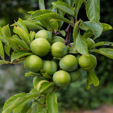 Korean green plums