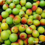 Deliver From 4 July. Korean Green Plums 매실 (Maesil / Ume) - 5kg/10kg