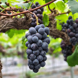 Premium Kyoho Grapes 거봉 (Geo-bong) - approx. 800g