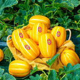 Korea Oriental Melon 참외 - 1kg
