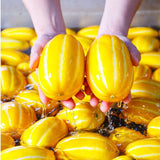 Korea Oriental Melon 참외 - 1kg
