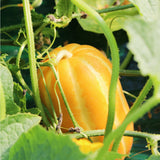 Korea Oriental Melon 참외 - 1kg