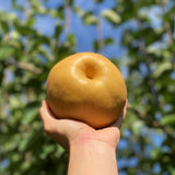 Deliver 7 Nov. (Pre-Order) Korean Premium Singo Pear 배 1.5kg 2~3pc