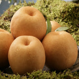 Deliver 7 Nov. (Pre-Order) Korean Premium Singo Pear 배 1.5kg 2~3pc
