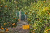 Jeju Winter Prince Mandarins  윈터프린스 3kg