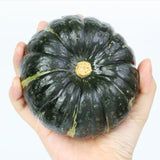 Haenam mini chestnut pumpkin on hand