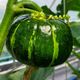 Young Haenam mini chestnut pumpkin