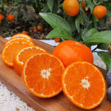 Premium Red Hyang Mandarins 레드향 선물세트 - 2kg