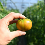 Salty tomato. DaeJeo Jjap-i tomato 대저 짭짤이 토마토(1kg)