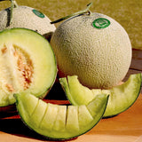 Deliver 31 Oct. (Pre-Order) Premium Korean Musk Melon 멜론 - approx. 2kg