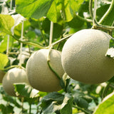 Deliver 31 Oct. (Pre-Order) Premium Korean Musk Melon 멜론 - approx. 2kg