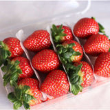 Premium Jukhyang Strawberries 죽향딸기  500g/2 layers/24pc