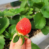 Premium Jukhyang Strawberries 죽향딸기  500g/2 layers/24pc