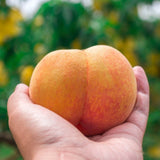 Top quality premium Korean Yellow Peaches 황도복숭아 - approx. 2.5kg (1 box)