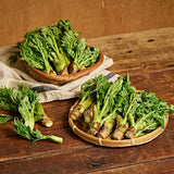 Deliver 8 May. Korean Charm-Dureup 참두릅 (지리산 자연산) - 500g