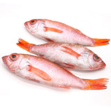 WHOLESALE - Deliver 22 Sep. (Pre-Order) Blackthroat Seaperch (KeumTae) Nodoguro 금태  Approx. 600g (1pc)